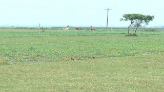 চরাঞ্চলে বাড়ছে অনাবাদী কৃষি জমির পরিমাণ চরাঞ্চলে বাড়ছে অনাবাদী কৃষি জমির পরিমাণ